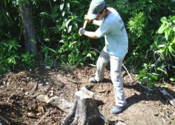 use axe to remove stump