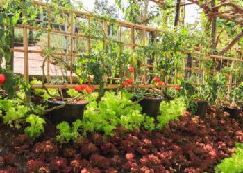 planting beans with tomatoes