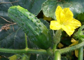 Which vegetables grow on a vine?