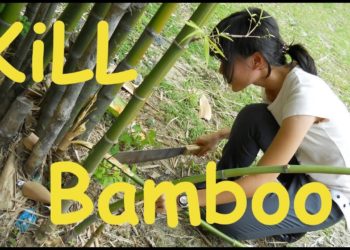 how do you get rid of bamboo