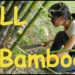 how do you get rid of bamboo