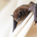 how to get rid of bats on porch