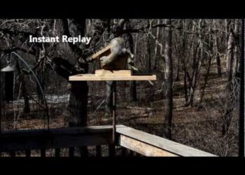 Will an electric fence kill a bird?
