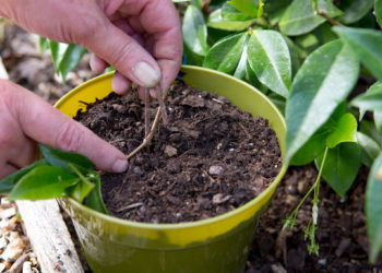 propagating jasmine uk