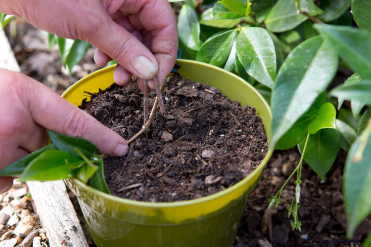 propagating jasmine uk