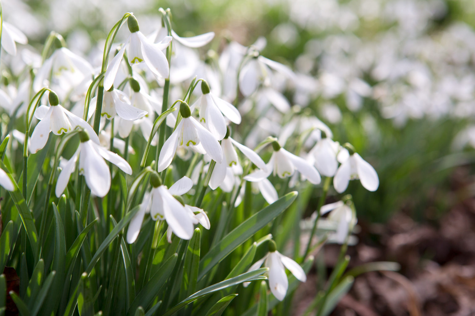 When should I buy snowdrops?