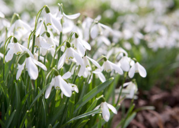 best time to plant snowdrops