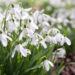 best time to plant snowdrops