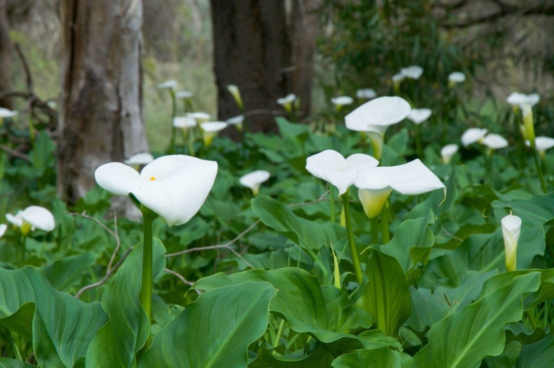 When Should I Dig Up My Calla Lily Bulbs 