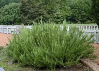 Do rosemary leaves grow back?