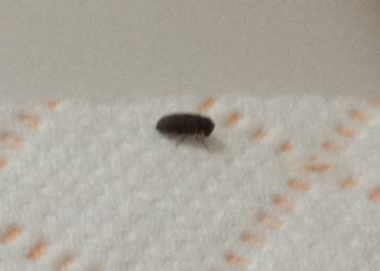 little black bugs in shower