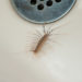 Do centipedes come up through drains?