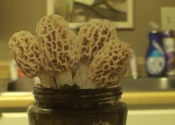 grow morels at home
