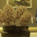 grow morels at home