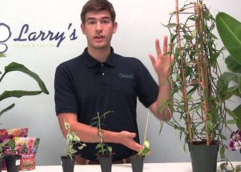 Can I grow vanilla beans at home?