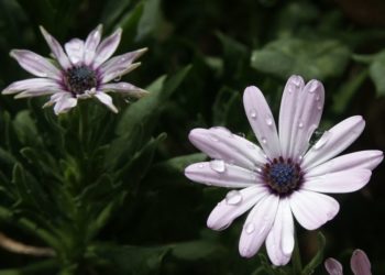 african daisy care