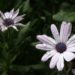 african daisy care