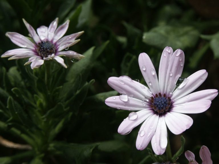 Why are my African daisies dying?