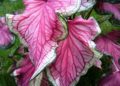 How do you revive a caladium?