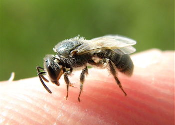 how to get rid of sweat bees around your pool