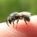how to get rid of sweat bees around your pool