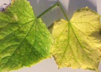 cucumber plant leaves turning yellow