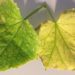 cucumber plant leaves turning yellow