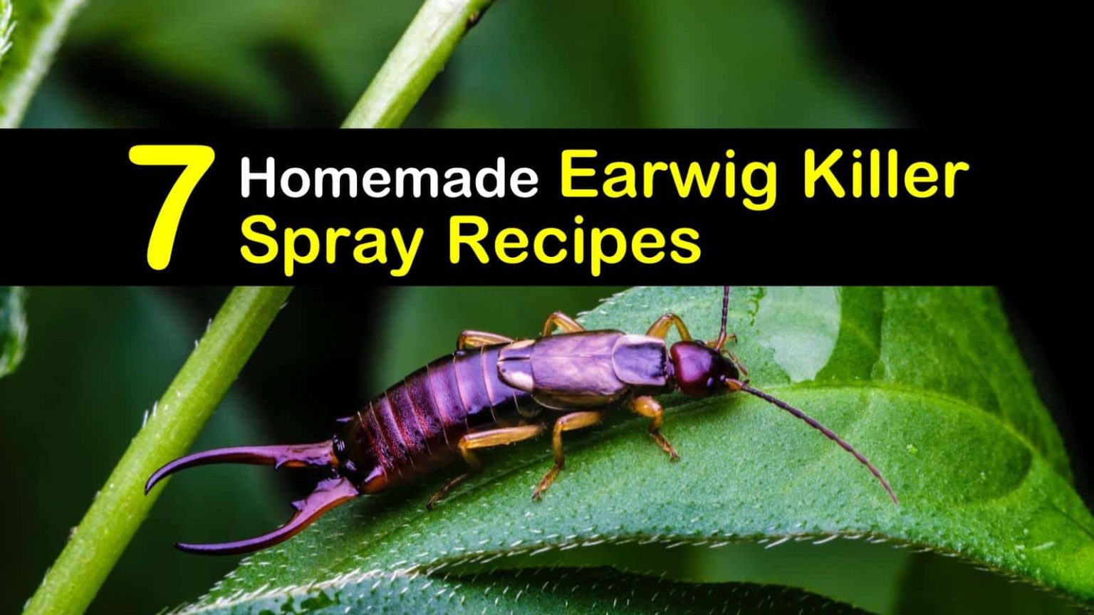 Why are there so many earwigs in my house?