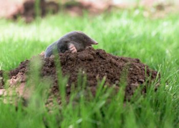 how to get rid of nightcrawlers in your yard