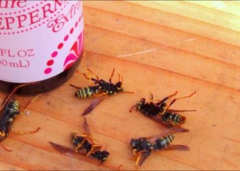 How do you get rid of wasps in window frames?