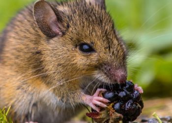 Can mice eat through walls?