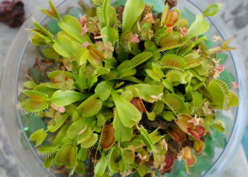 keeping a venus fly trap alive