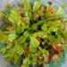 keeping a venus fly trap alive