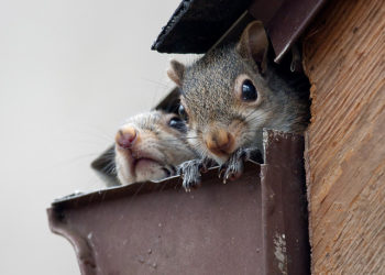 squirrel in gutter