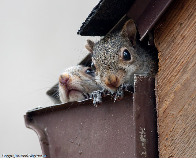 Why do squirrels chew on gutters?