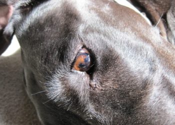 dog eye dark spot