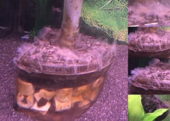 What is the white stuff on my humidifier filter?