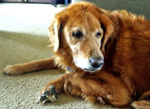 Why does my kitchen smell like wet dog?