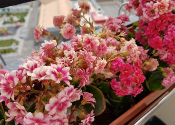 kalanchoe flowers dying