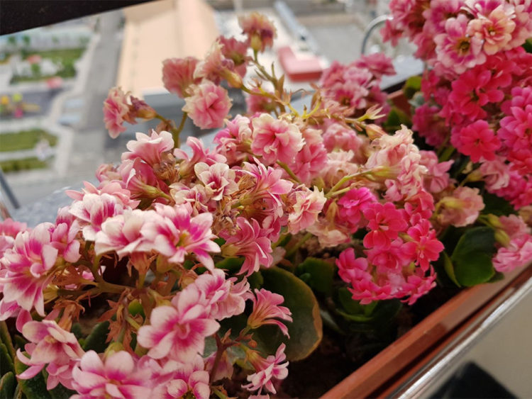kalanchoe flowers dying