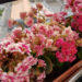 kalanchoe flowers dying