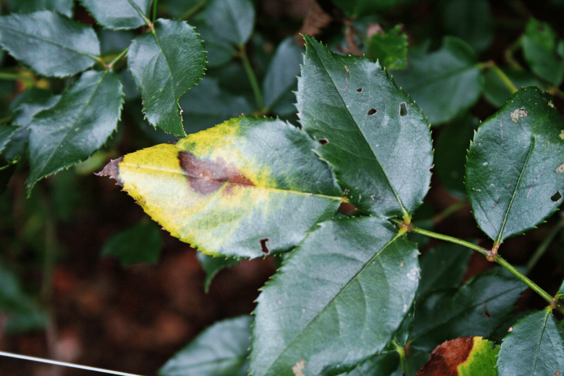 why-are-my-rosebuds-dying-before-they-bloom-black-gold