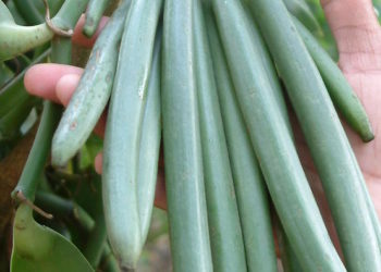 Why are vanilla beans so expensive?