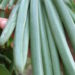 Why are vanilla beans so expensive?