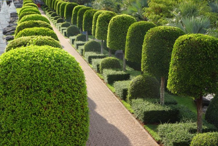 types of topiary trees