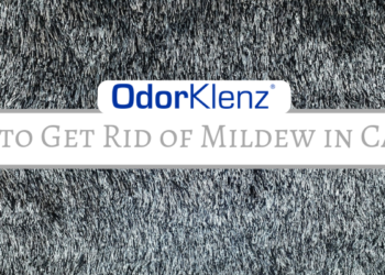 how to get rid of mildew in carpet