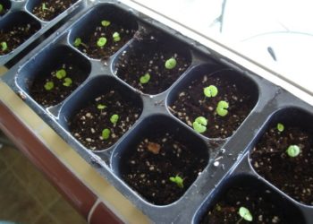 growing coleus from seed