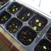 growing coleus from seed