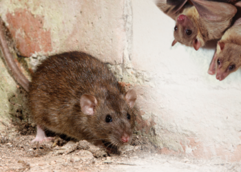 will spray foam insulation deter mice