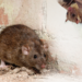 will spray foam insulation deter mice